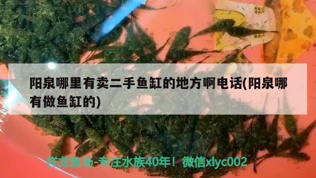 陽泉哪里有賣二手魚缸的地方啊電話(陽泉哪有做魚缸的)