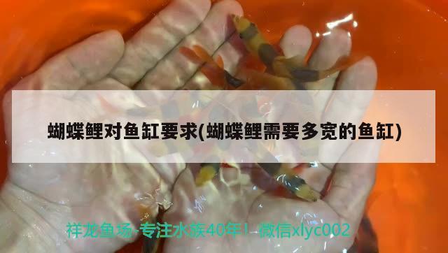 蝴蝶鯉對(duì)魚缸要求(蝴蝶鯉需要多寬的魚缸) 蝴蝶鯉