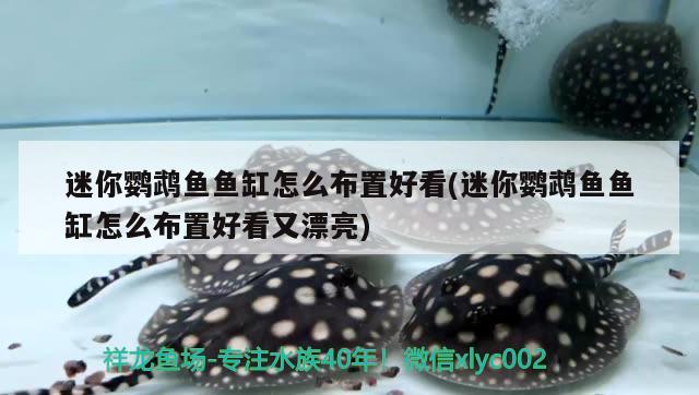 迷你鸚鵡魚魚缸怎么布置好看(迷你鸚鵡魚魚缸怎么布置好看又漂亮)