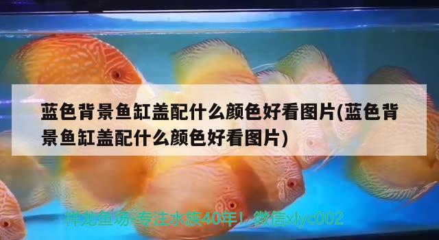 藍色背景魚缸蓋配什么顏色好看圖片(藍色背景魚缸蓋配什么顏色好看圖片) 羅漢魚