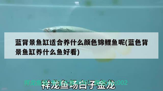 藍(lán)背景魚缸適合養(yǎng)什么顏色錦鯉魚呢(藍(lán)色背景魚缸養(yǎng)什么魚好看)