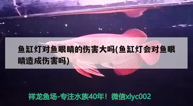 魚缸燈對魚眼睛的傷害大嗎(魚缸燈會對魚眼睛造成傷害嗎) 二氧化碳設(shè)備