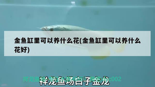 金魚缸里可以養(yǎng)什么花(金魚缸里可以養(yǎng)什么花好)