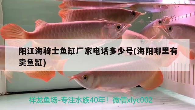 陽江海騎士魚缸廠家電話多少號(海陽哪里有賣魚缸)