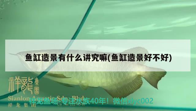 魚缸造景有什么講究嘛(魚缸造景好不好)