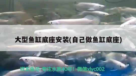 大型魚缸底座安裝(自己做魚缸底座) 觀賞蝦蟹等飼料