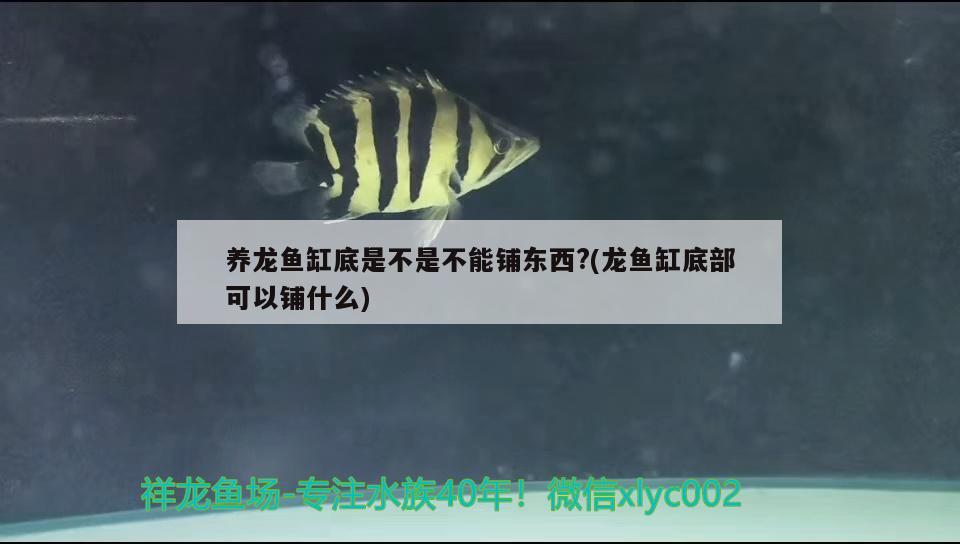 養(yǎng)龍魚缸底是不是不能鋪東西?(龍魚缸底部可以鋪什么)