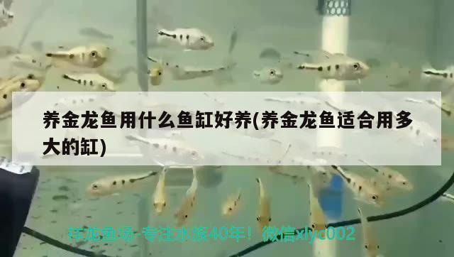 養(yǎng)金龍魚用什么魚缸好養(yǎng)(養(yǎng)金龍魚適合用多大的缸) 福魟魟魚 第2張