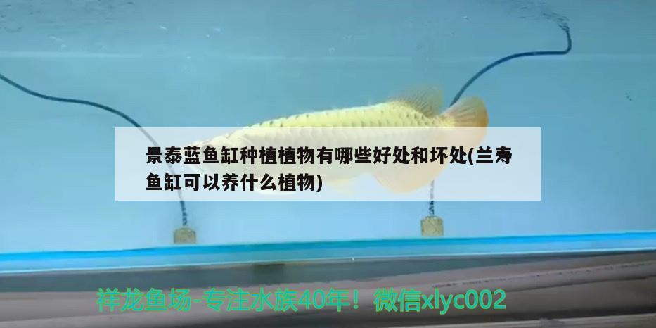 景泰藍魚缸種植植物有哪些好處和壞處(蘭壽魚缸可以養(yǎng)什么植物)