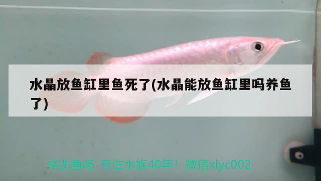 水晶放魚(yú)缸里魚(yú)死了(水晶能放魚(yú)缸里嗎養(yǎng)魚(yú)了)