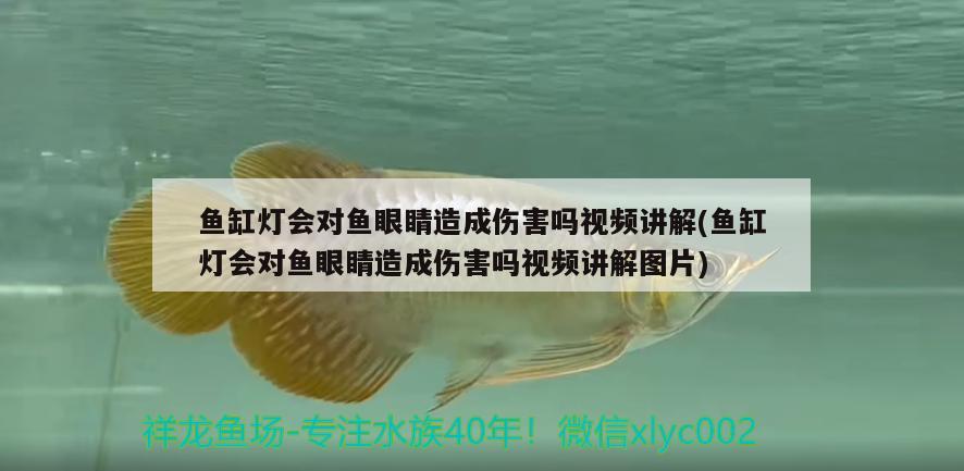 魚缸燈會對魚眼睛造成傷害嗎視頻講解(魚缸燈會對魚眼睛造成傷害嗎視頻講解圖片) 賽級紅龍魚