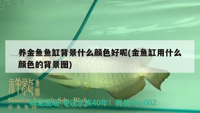 養(yǎng)金魚魚缸背景什么顏色好呢(金魚缸用什么顏色的背景圖) 月光鴨嘴魚