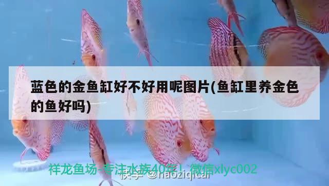 藍色的金魚缸好不好用呢圖片(魚缸里養(yǎng)金色的魚好嗎)