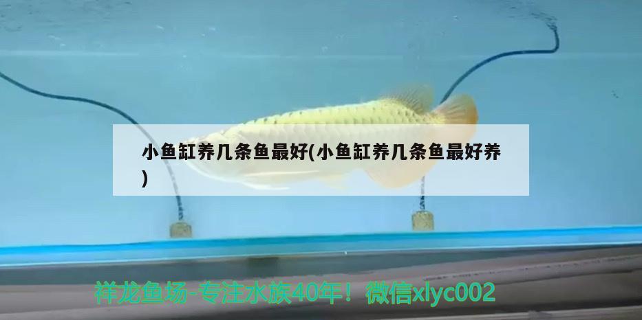 小魚缸養(yǎng)幾條魚最好(小魚缸養(yǎng)幾條魚最好養(yǎng)) 七彩神仙魚