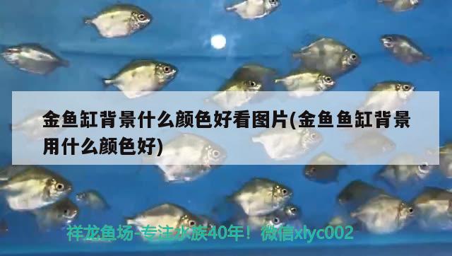 金魚缸背景什么顏色好看圖片(金魚魚缸背景用什么顏色好)