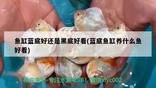 魚(yú)缸藍(lán)底好還是黑底好看(藍(lán)底魚(yú)缸養(yǎng)什么魚(yú)好看)