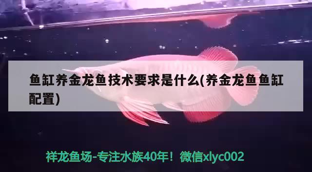 魚(yú)缸養(yǎng)金龍魚(yú)技術(shù)要求是什么(養(yǎng)金龍魚(yú)魚(yú)缸配置)