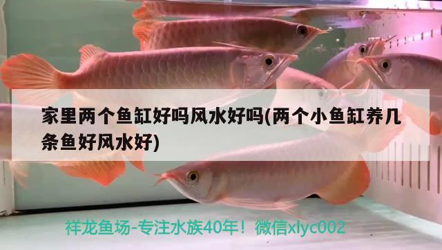 家里兩個魚缸好嗎風水好嗎(兩個小魚缸養(yǎng)幾條魚好風水好) 魚缸風水