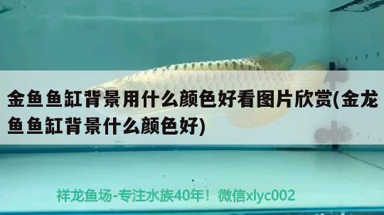 金魚魚缸背景用什么顏色好看圖片欣賞(金龍魚魚缸背景什么顏色好)