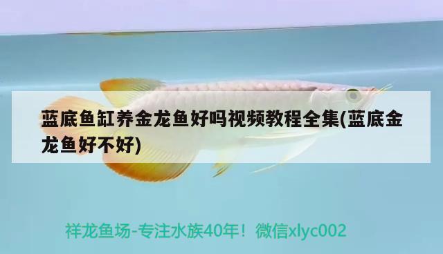 藍底魚缸養(yǎng)金龍魚好嗎視頻教程全集(藍底金龍魚好不好)