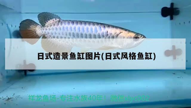 日式造景魚缸圖片(日式風格魚缸) 海象魚