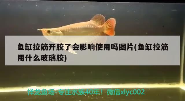 魚缸拉筋開膠了會(huì)影響使用嗎圖片(魚缸拉筋用什么玻璃膠) 翡翠鳳凰魚