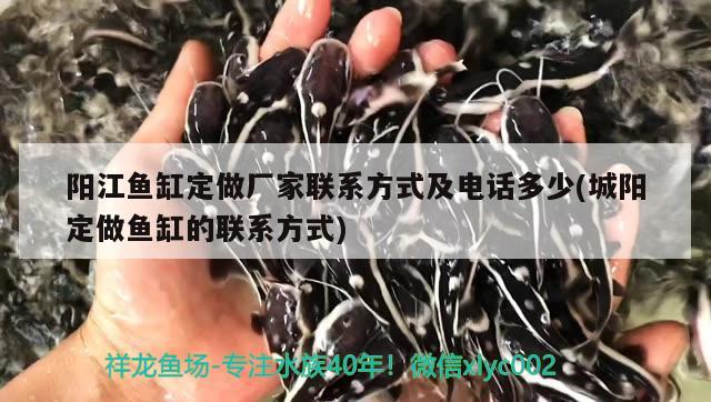 陽(yáng)江魚缸定做廠家聯(lián)系方式及電話多少(城陽(yáng)定做魚缸的聯(lián)系方式) 魚缸清潔用具