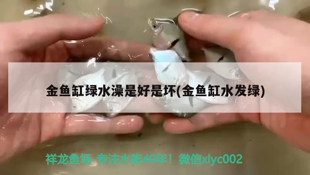 金魚缸綠水澡是好是壞(金魚缸水發(fā)綠)