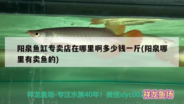 陽泉魚缸專賣店在哪里啊多少錢一斤(陽泉哪里有賣魚的) 元寶鳳凰魚