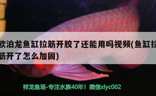 歐泊龍魚缸拉筋開膠了還能用嗎視頻(魚缸拉筋開了怎么加固) 球鯊魚