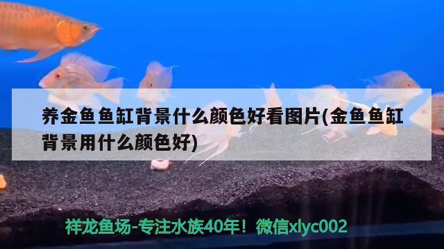 養(yǎng)金魚魚缸背景什么顏色好看圖片(金魚魚缸背景用什么顏色好) 純血皇冠黑白魟魚