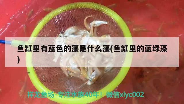 魚缸里有藍色的藻是什么藻(魚缸里的藍綠藻) 圣菲埃及魚 第2張