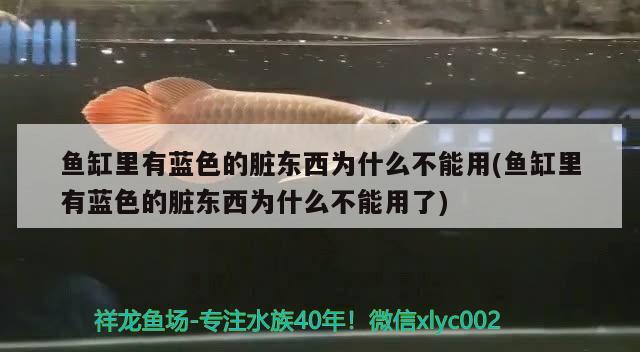 魚缸里有藍色的臟東西為什么不能用(魚缸里有藍色的臟東西為什么不能用了) 和尚魚