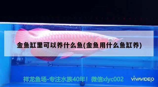 金魚缸里可以養(yǎng)什么魚(金魚用什么魚缸養(yǎng))