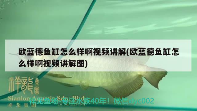 歐藍(lán)德魚缸怎么樣啊視頻講解(歐藍(lán)德魚缸怎么樣啊視頻講解圖) 新加坡號半紅龍魚（練手級紅龍魚）