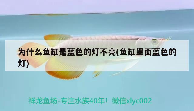 為什么魚缸是藍色的燈不亮(魚缸里面藍色的燈)