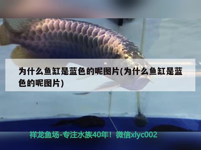 為什么魚(yú)缸是藍(lán)色的呢圖片(為什么魚(yú)缸是藍(lán)色的呢圖片) 暹羅巨鯉