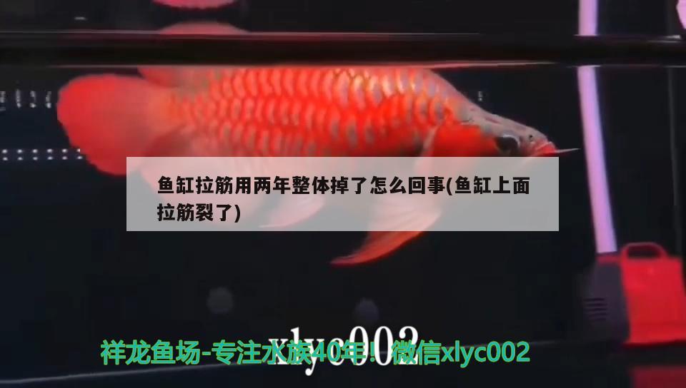 魚缸拉筋用兩年整體掉了怎么回事(魚缸上面拉筋裂了) 印尼虎苗 第1張