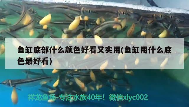 魚缸底部什么顏色好看又實用(魚缸用什么底色最好看)