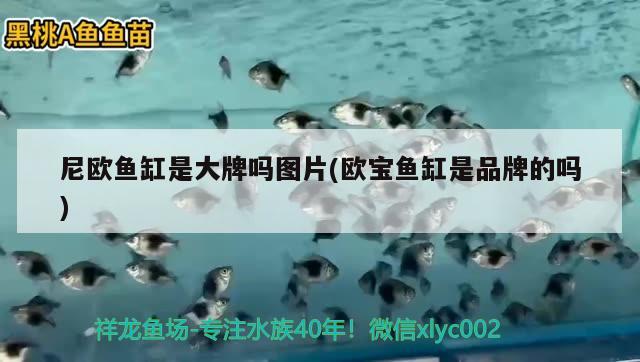 尼歐魚缸是大牌嗎圖片(歐寶魚缸是品牌的嗎)