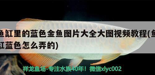 魚缸里的藍色金魚圖片大全大圖視頻教程(魚缸藍色怎么弄的) 肥料