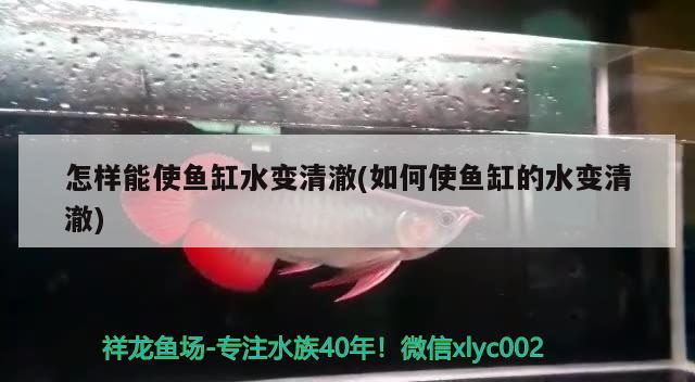 怎樣能使魚缸水變清澈(如何使魚缸的水變清澈)