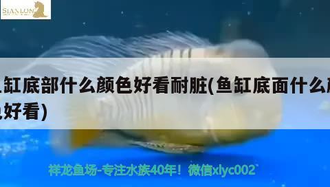 魚缸底部什么顏色好看耐臟(魚缸底面什么顏色好看)