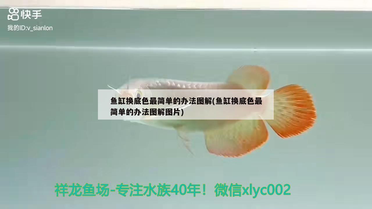 魚缸換底色最簡單的辦法圖解(魚缸換底色最簡單的辦法圖解圖片)