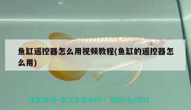 魚缸遙控器怎么用視頻教程(魚缸的遙控器怎么用)