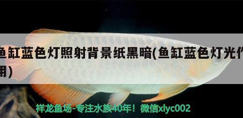 魚缸藍色燈照射背景紙黑暗(魚缸藍色燈光作用)