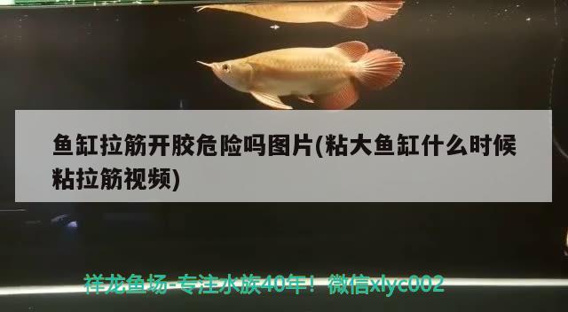 魚缸拉筋開膠危險嗎圖片(粘大魚缸什么時候粘拉筋視頻) 賽級紅龍魚