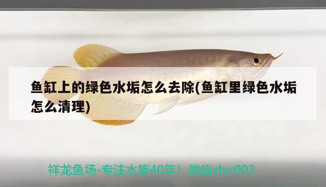 魚缸上的綠色水垢怎么去除(魚缸里綠色水垢怎么清理)