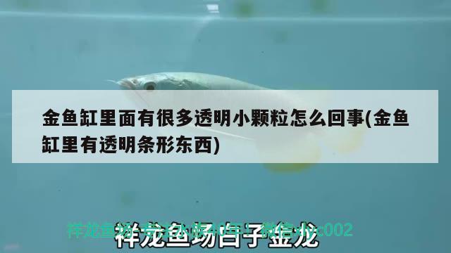 金魚(yú)缸里面有很多透明小顆粒怎么回事(金魚(yú)缸里有透明條形東西)