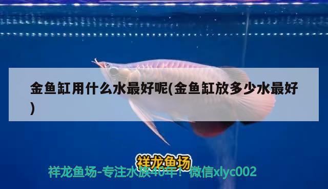 金魚缸用什么水最好呢(金魚缸放多少水最好) 七彩神仙魚